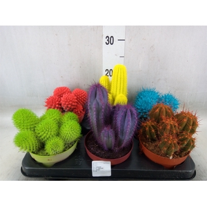 Cactus   ...