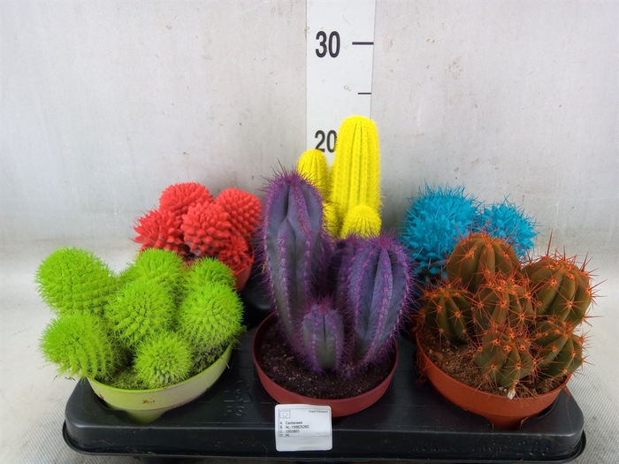 <h4>Cactus   ...</h4>