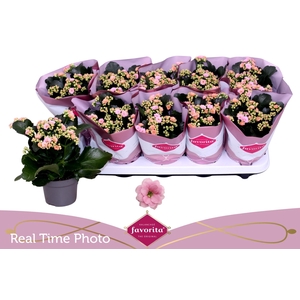 KAL GE PERFECTA PINK