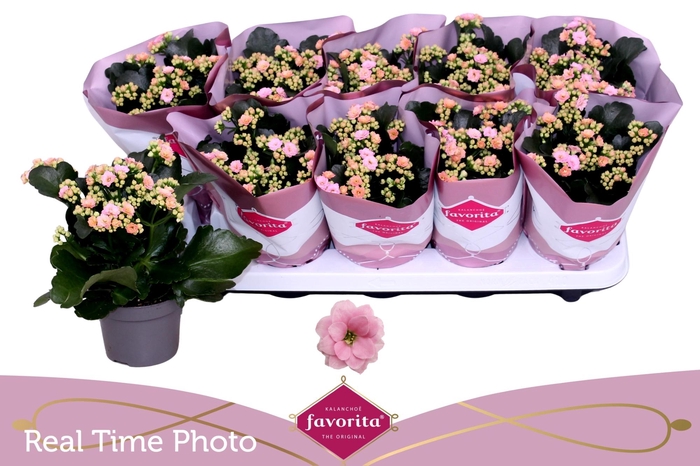 <h4>KAL GE PERFECTA PINK</h4>