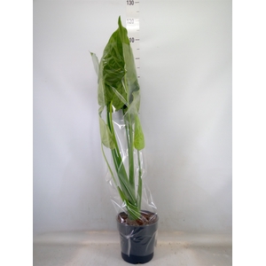 Alocasia cucullata