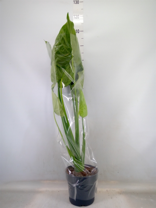 <h4>Alocasia cucullata</h4>