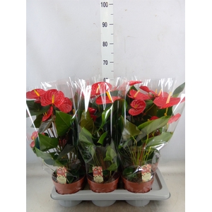 Anthurium andr. 'Idaho'