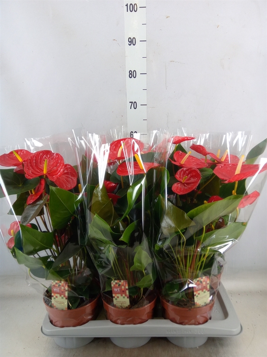 <h4>Anthurium andr. 'Idaho'</h4>