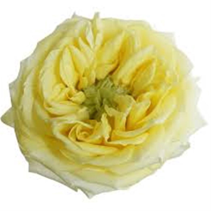 <h4>R Gr Key Lime Pie</h4>