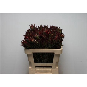Leucadendron salignum 'Blush'