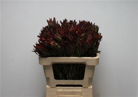 <h4>Leucadendron salignum 'Blush'</h4>