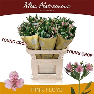 Alstroemeria Pink Floyd