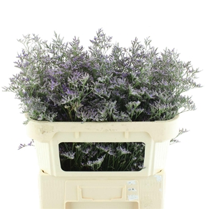 Limonium Safora