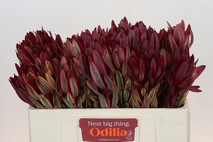 <h4>Leucadendron Jester</h4>