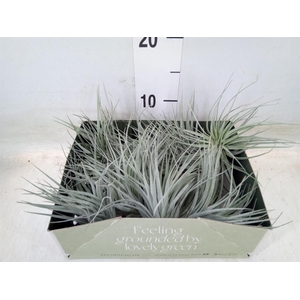 Tillandsia