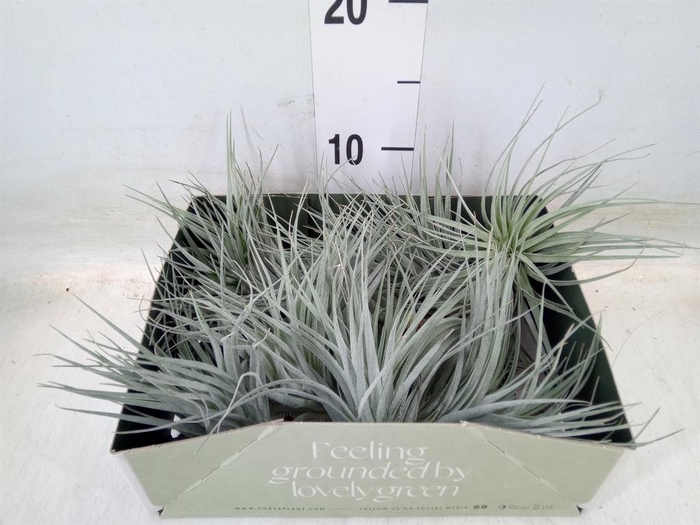 <h4>Tillandsia</h4>