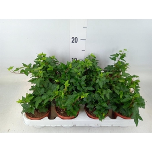 Hedera   ...green leafed