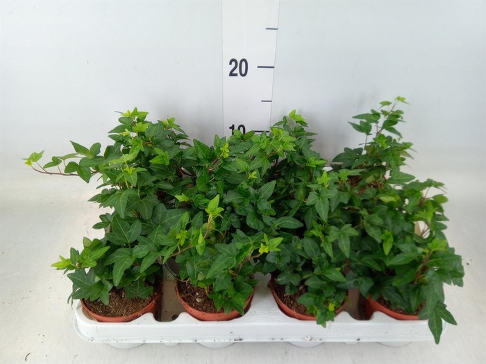 <h4>Hedera   ...green leafed</h4>