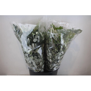 Pittosp Ralphi Leaves 200gr P Bunch