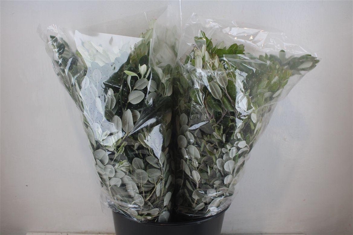 <h4>Pittosp Ralphi Leaves 200gr P Bunch</h4>