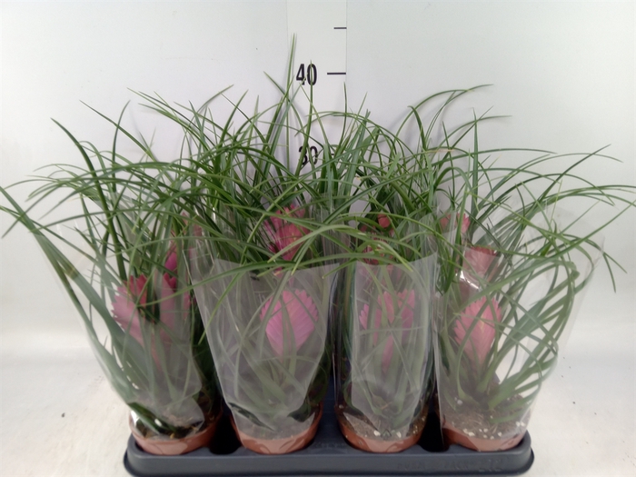<h4>Tillandsia cyanea 'Anita'</h4>