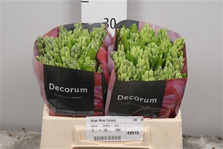 <h4>Hyac Blue Future</h4>