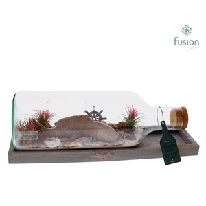 Green Bottle Fles Medium liggend met Tillandsia Air Plants