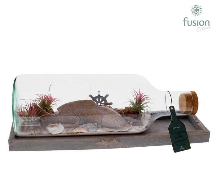 <h4>Green Bottle Fles Medium liggend met Tillandsia Air Plants</h4>