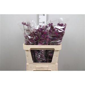 Callicarpa Bod Profu