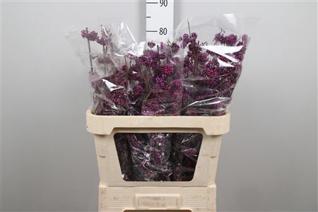 <h4>Callicarpa Bod Profu</h4>