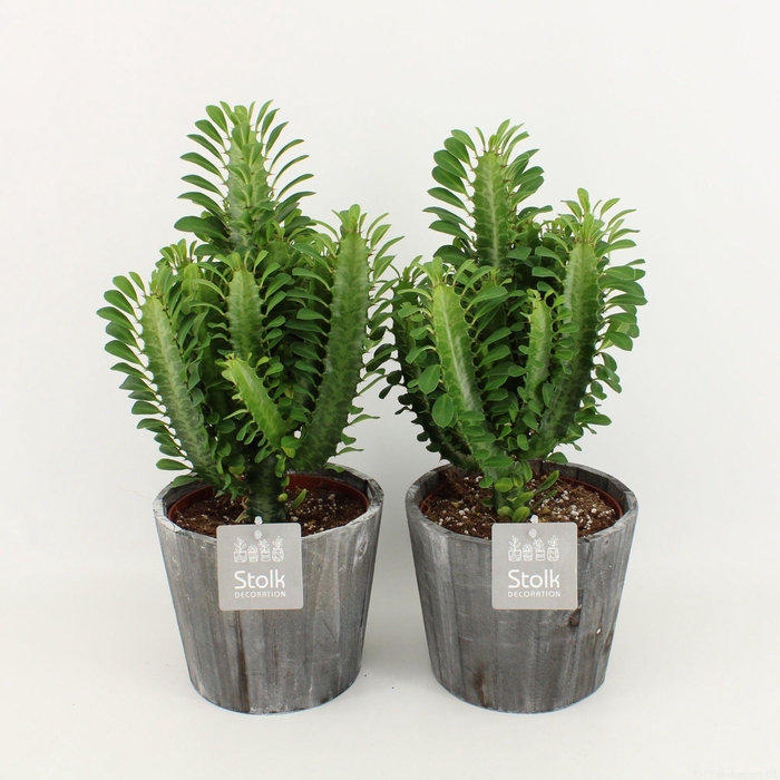 <h4>Euphorbia Trigona Groen in Wood Grijs P17</h4>