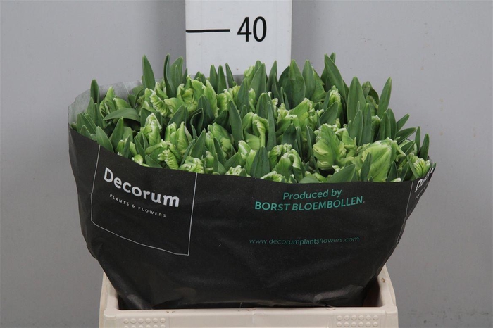 <h4>Tu Pa Super Parrot</h4>