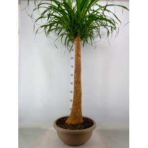 Beaucarnea recurvata