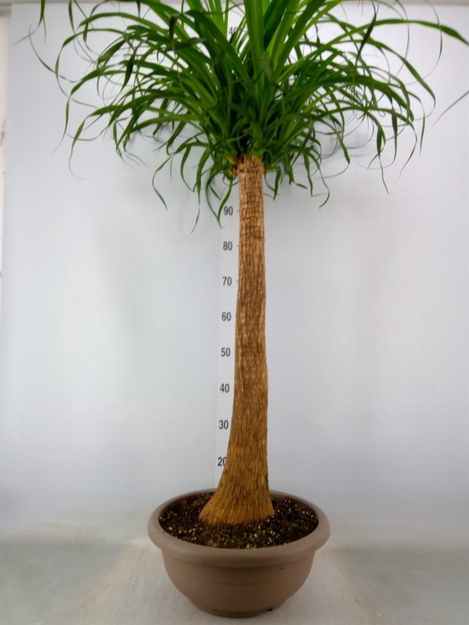 <h4>Beaucarnea recurvata</h4>