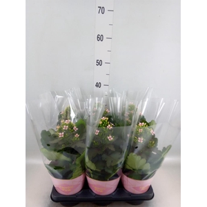 Kalanchoe blos. 'Feminine Pink'