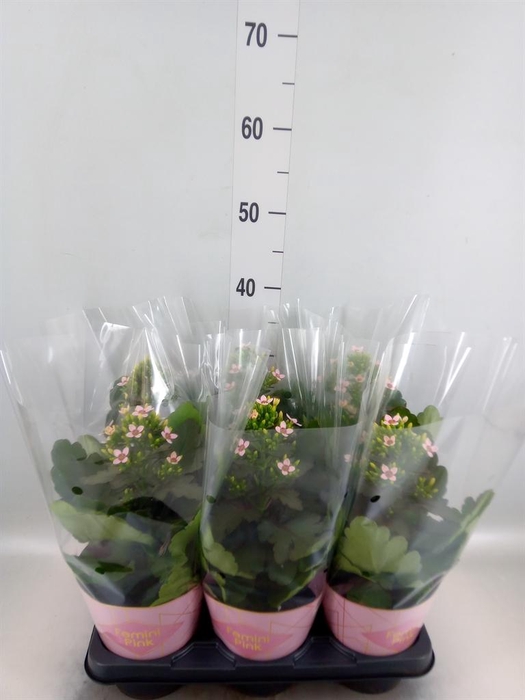 <h4>Kalanchoe blos. 'Feminine Pink'</h4>