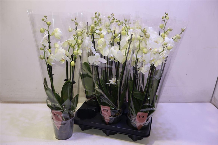 <h4>Phal An Inverness</h4>