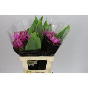 Curcuma Siam Shadow