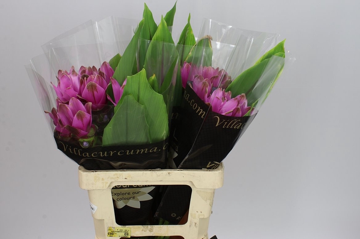 <h4>Curcuma Siam Shadow</h4>
