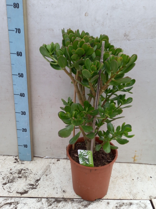 <h4>CRASS OVERIG</h4>