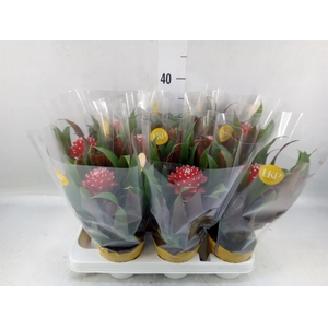 Guzmania  'Priscilla'