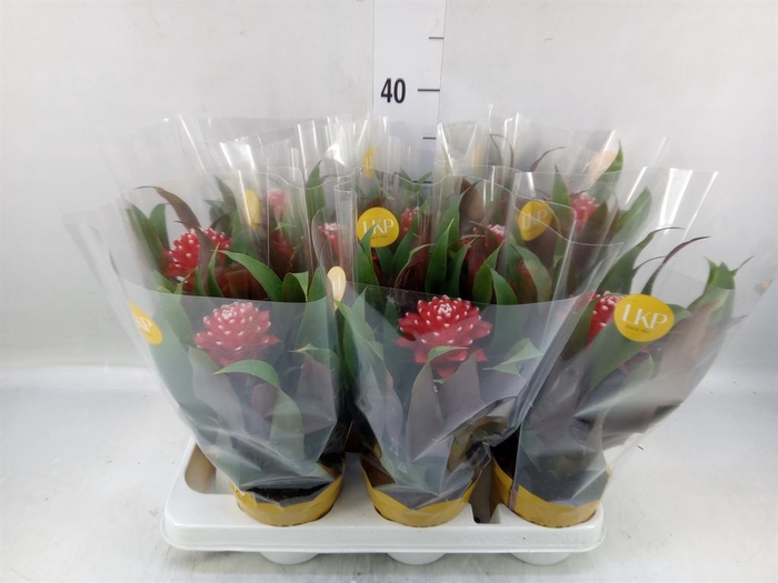 <h4>Guzmania  'Priscilla'</h4>