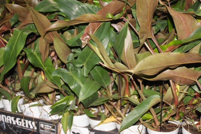 <h4>PHILODENDRON MEXICANUM P12</h4>