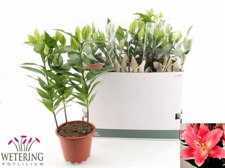 <h4>Lil Or Sunny Camino</h4>