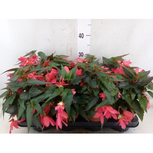 Begonia boliv. 'Angel Pink'
