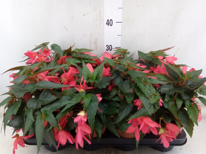 <h4>Begonia boliv. 'Angel Pink'</h4>