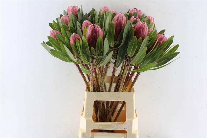 <h4>PROTEA LANCELOT</h4>