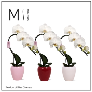 Phalaenopsis Swan White 1 spike - 7cm in Martine | Mimesis