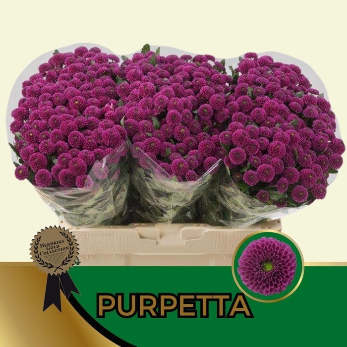 <h4>CHR SAN AAA PURPETTA</h4>