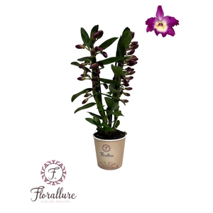 Dendrobium nobile 'Bouquet Purple R