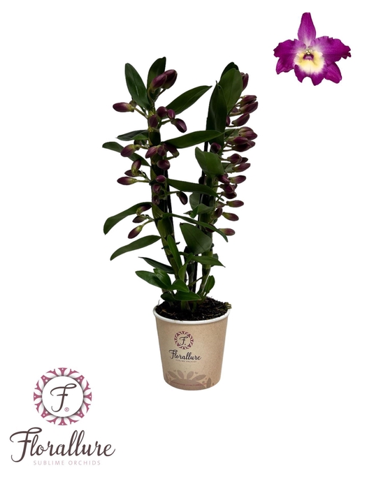 <h4>Dendrobium nobile 'Bouquet Purple R</h4>