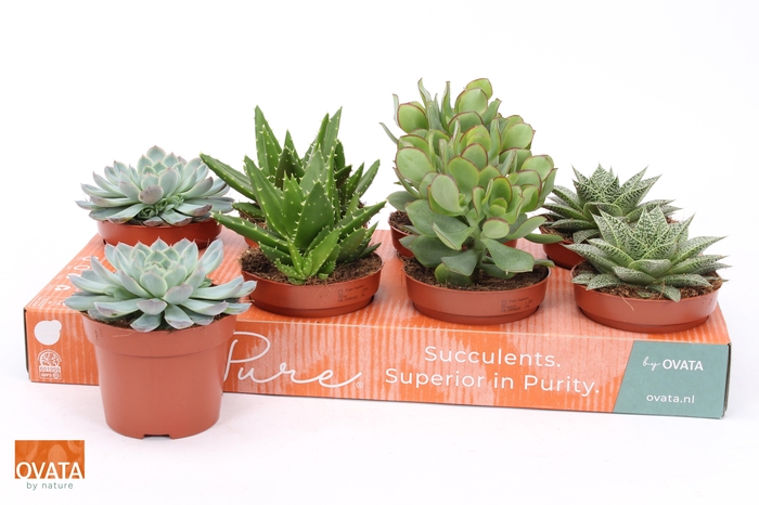 <h4>SUCC GEM 4 SRT</h4>