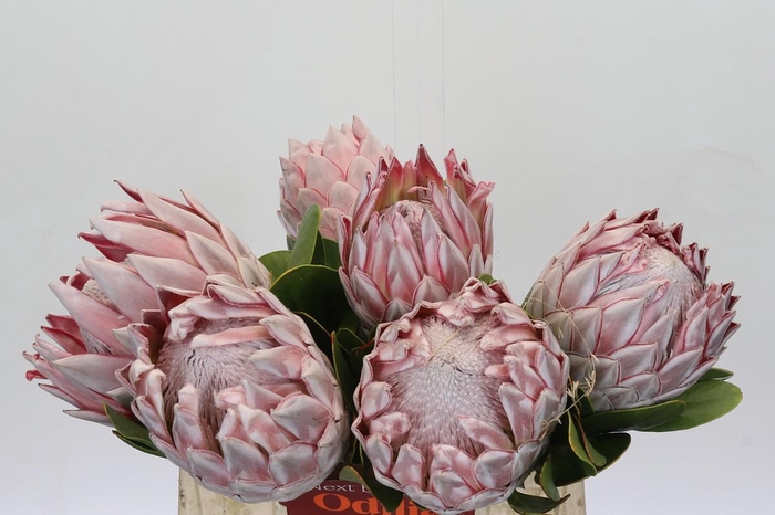 <h4>Protea Cynaroides</h4>