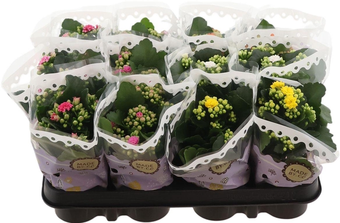 <h4>Kal Ge Gem 5 Kl</h4>